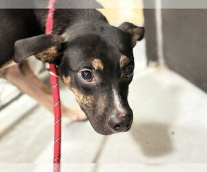 Mutt Dogs for adoption in Tulsa, OK, USA