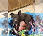 Small #5 American Pit Bull Terrier Mix