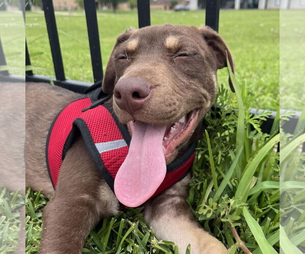 Medium Photo #5 Boxador Puppy For Sale in Missouri City, TX, USA