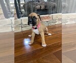 Small Photo #3 Boxer Puppy For Sale in CANTON, GA, USA