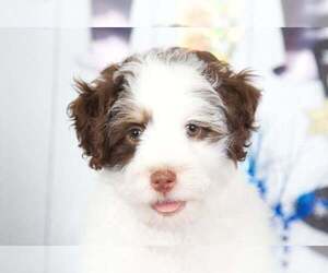 Bernedoodle Puppy for sale in MOUNT VERNON, OH, USA