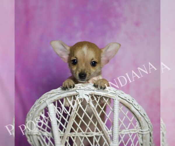 Medium Photo #12 Chihuahua Puppy For Sale in WARSAW, IN, USA