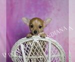 Small Photo #12 Chihuahua Puppy For Sale in WARSAW, IN, USA