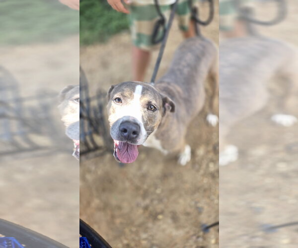 Medium Photo #1 American Staffordshire Terrier-Unknown Mix Puppy For Sale in Jackson, MS, USA