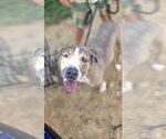 Small American Staffordshire Terrier Mix
