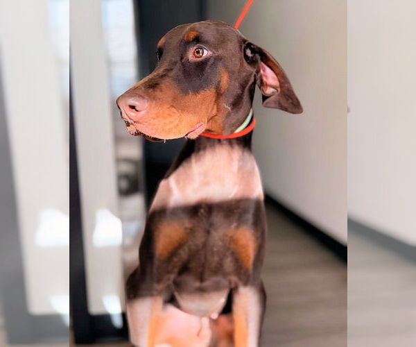 Medium Photo #2 Doberman Pinscher Puppy For Sale in Omaha, NE, USA