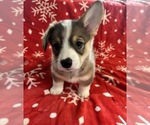 Puppy Michi Pembroke Welsh Corgi