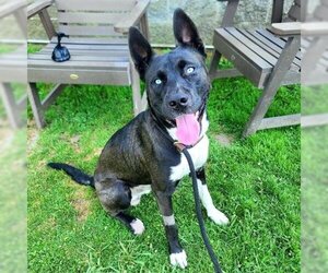 Akita-Siberian Husky Mix Dogs for adoption in Long Beach, CA, USA