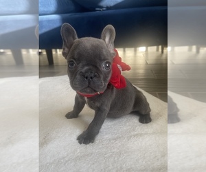 French Bulldog Puppy for sale in ATLANTA, GA, USA