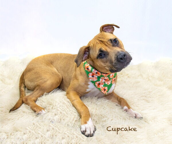 Medium Photo #6 Staffordshire Bull Terrier-Unknown Mix Puppy For Sale in Hot Springs Village, AR, USA