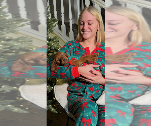 Medium Photo #8 Irish Setter Puppy For Sale in OREM, UT, USA