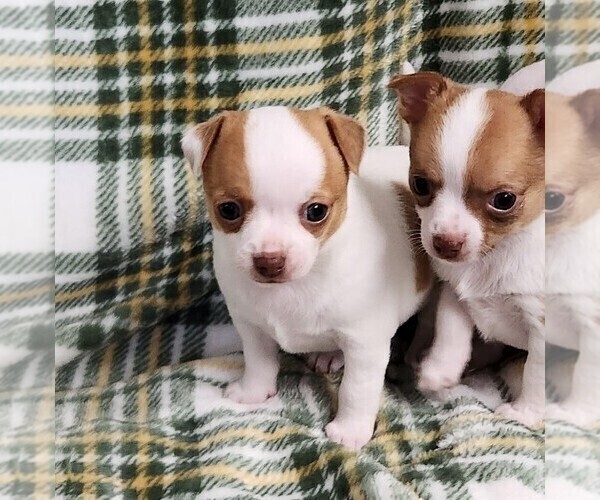 Medium Photo #6 Chihuahua Puppy For Sale in MOUNT AIRY, NC, USA