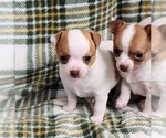 Small #5 Chihuahua