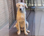 Small Labrador Retriever Mix