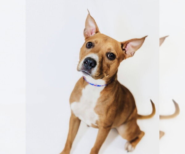 Medium Photo #1 American Pit Bull Terrier-Unknown Mix Puppy For Sale in York, SC, USA