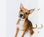 Julie - Female American Pit Bull Terrier-Unknown Mix Dog for Adoption - Small photo