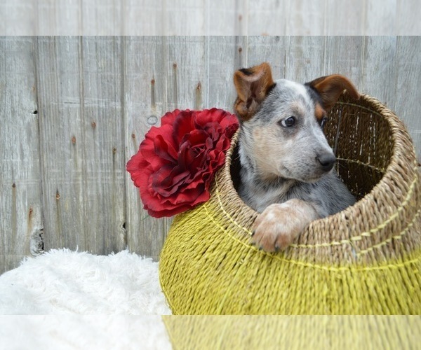 Medium Photo #2 Australian Cattle Dog Puppy For Sale in HONEY BROOK, PA, USA