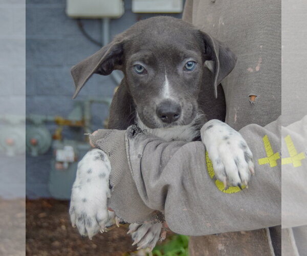 Medium Photo #2 Mutt Puppy For Sale in Huntley, IL, USA