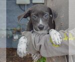 Small #1 Mutt