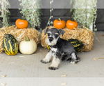 Small Photo #15 Schnauzer (Miniature) Puppy For Sale in MILLERSBURG, IN, USA