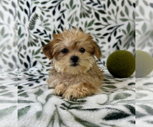 Medium Photo #4 Shorkie Tzu Puppy For Sale in GREENFIELD, IN, USA