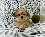 Small #3 Shorkie Tzu