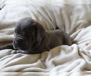 Medium Cane Corso