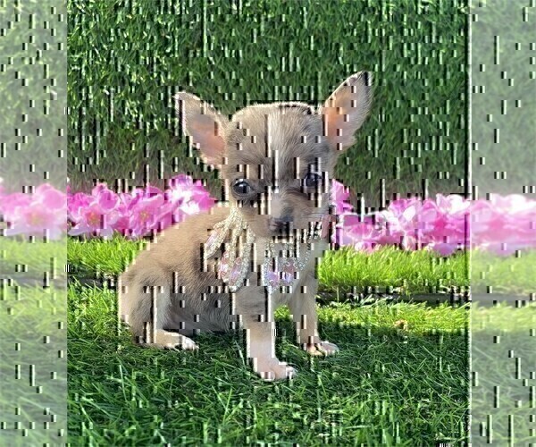 Medium Photo #34 Chihuahua Puppy For Sale in FORT LAUDERDALE, FL, USA