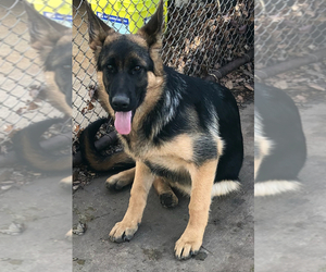 German Shepherd Dog Puppy for sale in CHAMPAIGN, IL, USA