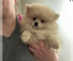 Small Photo #3 Pomeranian Puppy For Sale in MACON, GA, USA