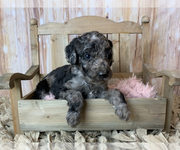 Medium Photo #1 Poodle (Standard) Puppy For Sale in CONCORD, NC, USA