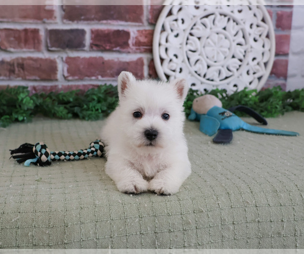 Medium Photo #2 West Highland White Terrier Puppy For Sale in SYRACUSE, IN, USA