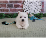 Small #1 West Highland White Terrier