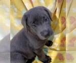 Small Photo #13 Labrador Retriever Puppy For Sale in HOLLY SPRINGS, NC, USA