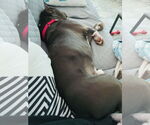 Small #11 American Pit Bull Terrier Mix