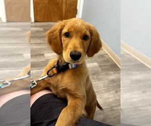 Golden Retriever Puppy for sale in CLERMONT, FL, USA