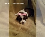 Small Photo #13 Havanese Puppy For Sale in DREXEL, MO, USA