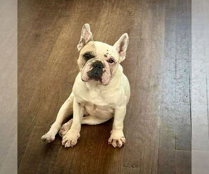 French Bulldog Dogs for adoption in Dumont, NJ, USA