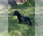 Small Photo #6 Labrador Retriever Puppy For Sale in EDEN VALLEY, MN, USA