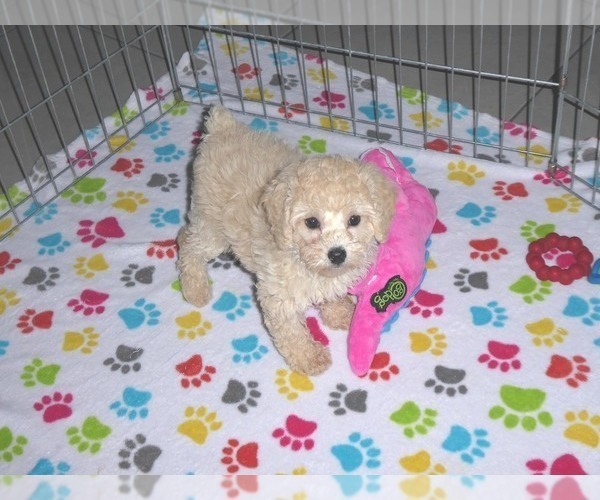 Medium Photo #2 Poodle (Miniature) Puppy For Sale in ORO VALLEY, AZ, USA