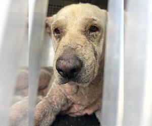 American Pit Bull Terrier-Black Mouth Cur Mix Dogs for adoption in Corpus Christi, TX, USA