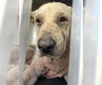 Small American Pit Bull Terrier-Black Mouth Cur Mix