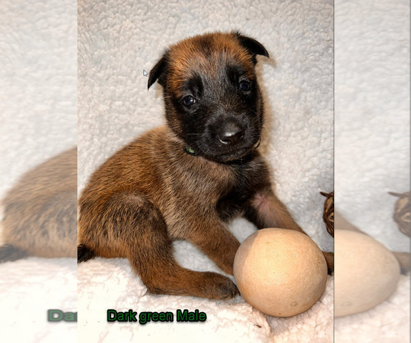 Medium Photo #12 Belgian Malinois Puppy For Sale in HOUSTON, TX, USA