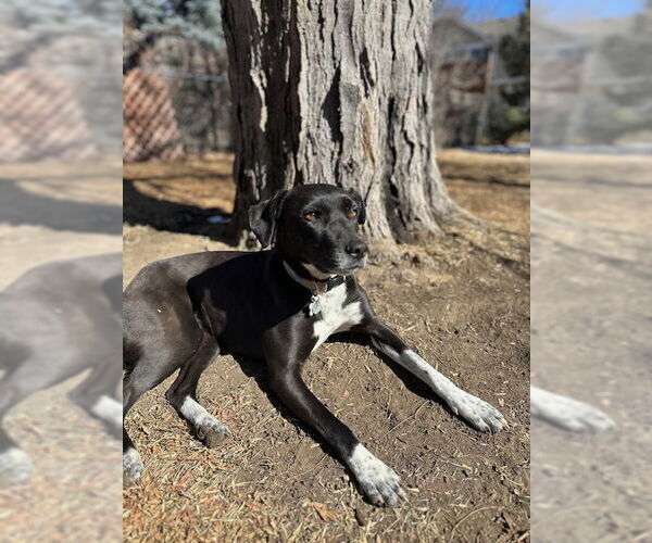 Medium Photo #1 Labrador Retriever-Unknown Mix Puppy For Sale in Fort Collins, CO, USA