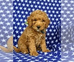 Small #5 Goldendoodle