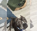 Small #1 Staffordshire Bull Terrier