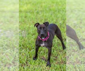 Paris II - Female Mutt Dog for Adoption - Photo #14