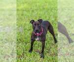 Small #13 Mutt
