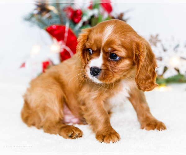 Medium Photo #9 Cavalier King Charles Spaniel Puppy For Sale in WAKARUSA, IN, USA