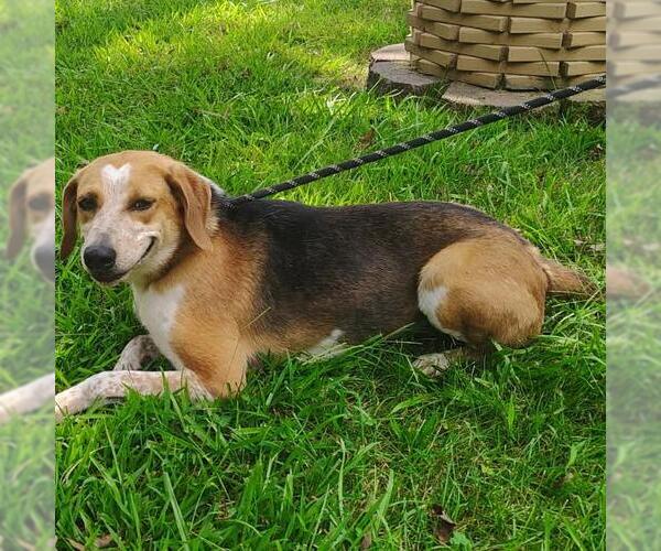 Medium Photo #4 Treeing Walker Coonhound-Unknown Mix Puppy For Sale in Yardley, PA, USA
